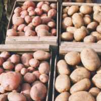 В Нижегородской области за месяц почти на 20% подешевел картофель