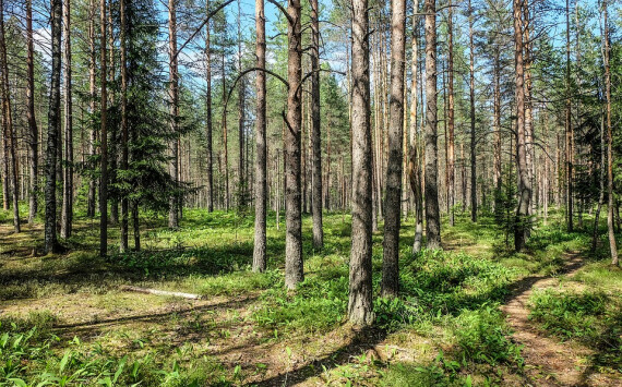 В Нижегородской области будут повышать эффективность лесной охраны
