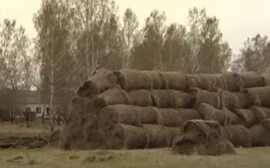 В Нижегородской области запустили первый в РФ промышленный проект по созданию котонина из конопли 