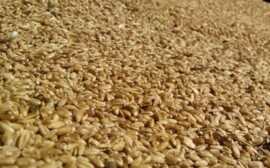 Нижегородские сельхозпроизводители заготавливают будущий урожай‍