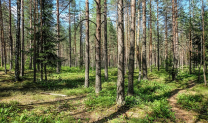 В Нижегородской области будут повышать эффективность лесной охраны