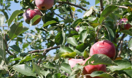 В Нижегородской области в три раза увеличат объемы производства плодовой продукции