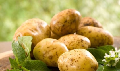 Нижегородская область собрала большой урожай картофеля