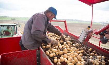 Нижегородская область стала лидером по производству картофеля в ПФО