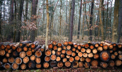 Нижний Новгород потратит на вырубку деревьев 6 млн рублей