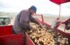 Нижегородская область стала лидером по производству картофеля в ПФО
