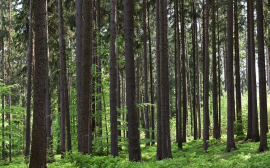 Нижегородская область перевыполнила план по восстановлению лесов