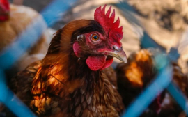 В Нижегородской области курица с начала года подорожала на 46%