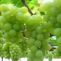 Россельхознадзор запретил ввозить в Нижегородскую область 35 тонн винограда из Грузии