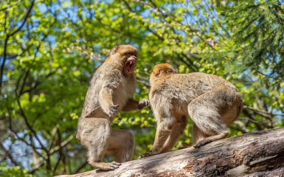 Нижегородские зоопарки получат финансовую поддержку