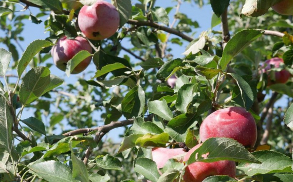 В Нижегородской области в три раза увеличат объемы производства плодовой продукции