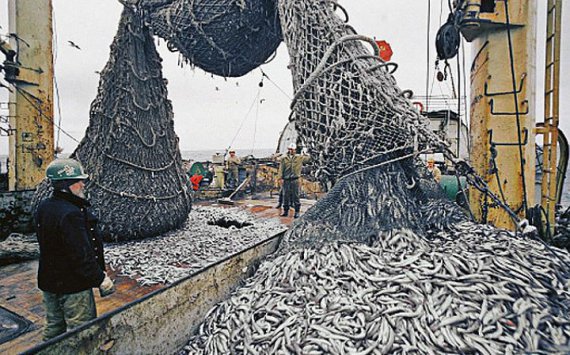 Рыбная отрасль Нижегородской области увеличит объем продукции в 2,5 раза‍