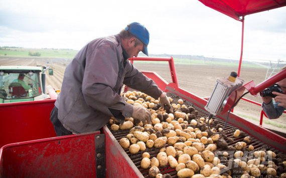Нижегородская область стала лидером по производству картофеля в ПФО